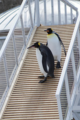 ペンギン階段をよっこらしょ