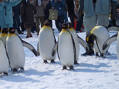 雪の中を歩くペンギン