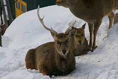 旭山動物園エゾシカ