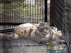旭山動物園ヒョウ