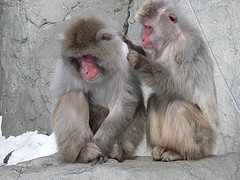 旭山動物園 ニホンザル