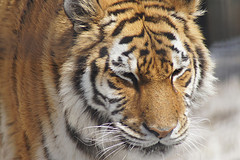 旭山動物園トラ
