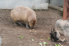 のんびりしたカピパラとクモザル