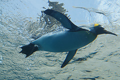 気持ちよく泳ぐペンギン