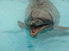 美ら海水族館のかわいいイルカ