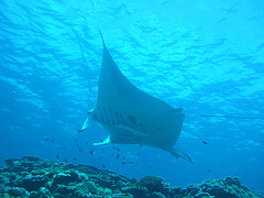 manta.jpg
