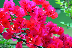 沖縄の花 ブーゲンビレア